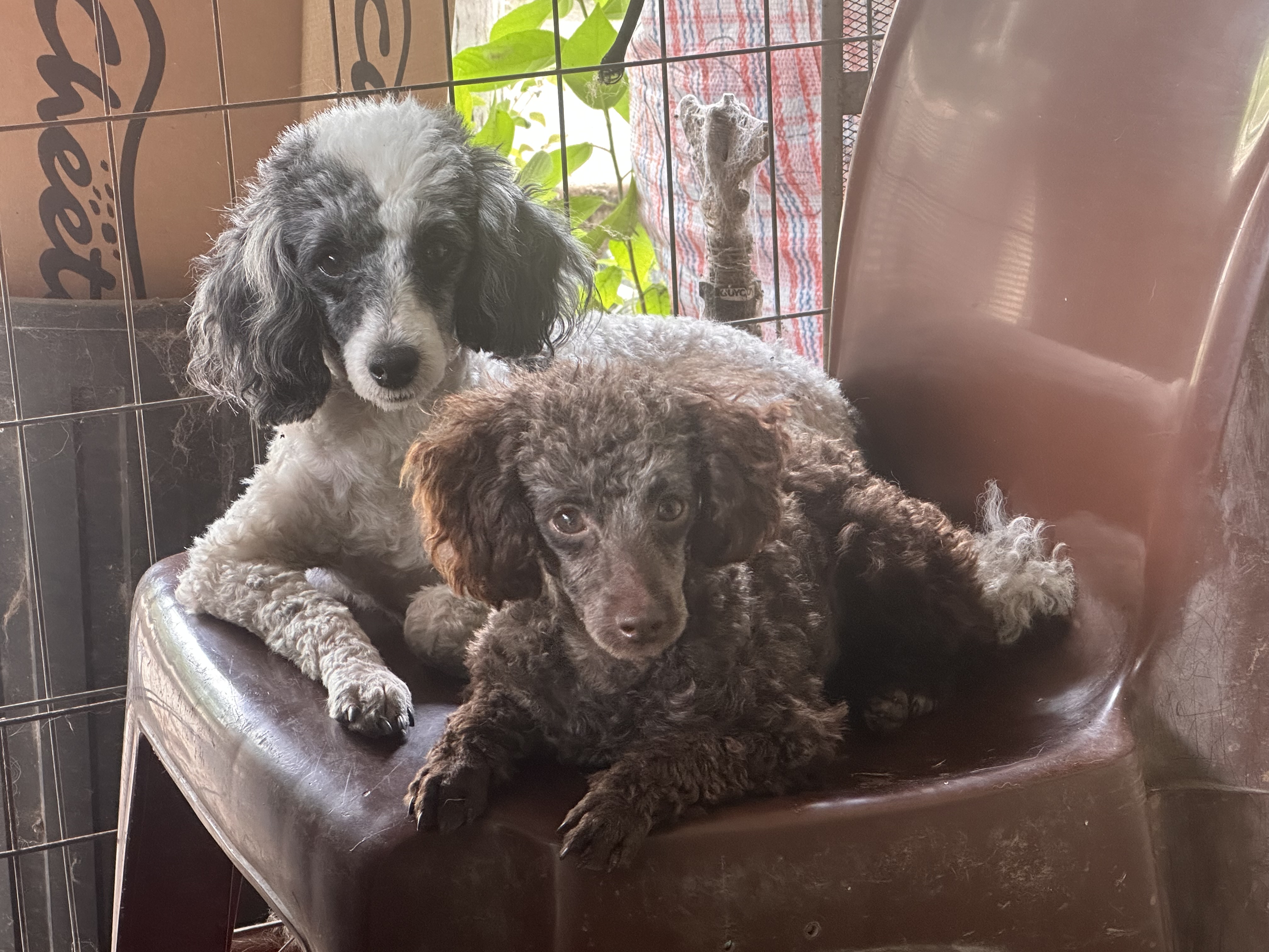Speedie the Toy Poodle