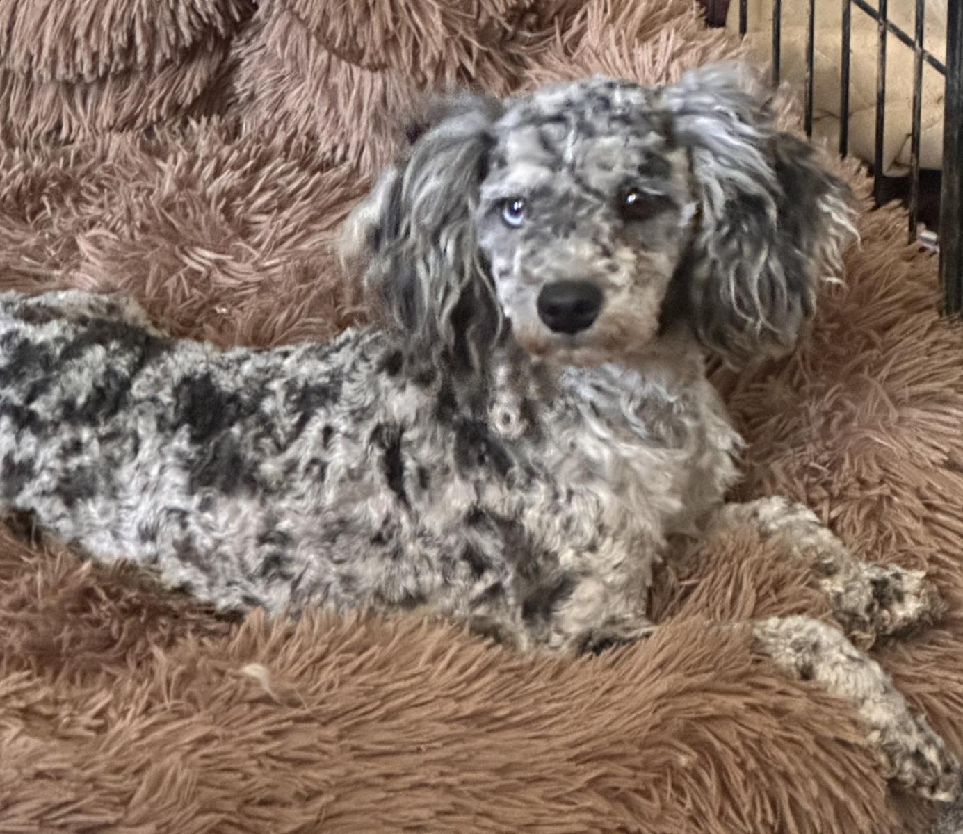 Available Puppies