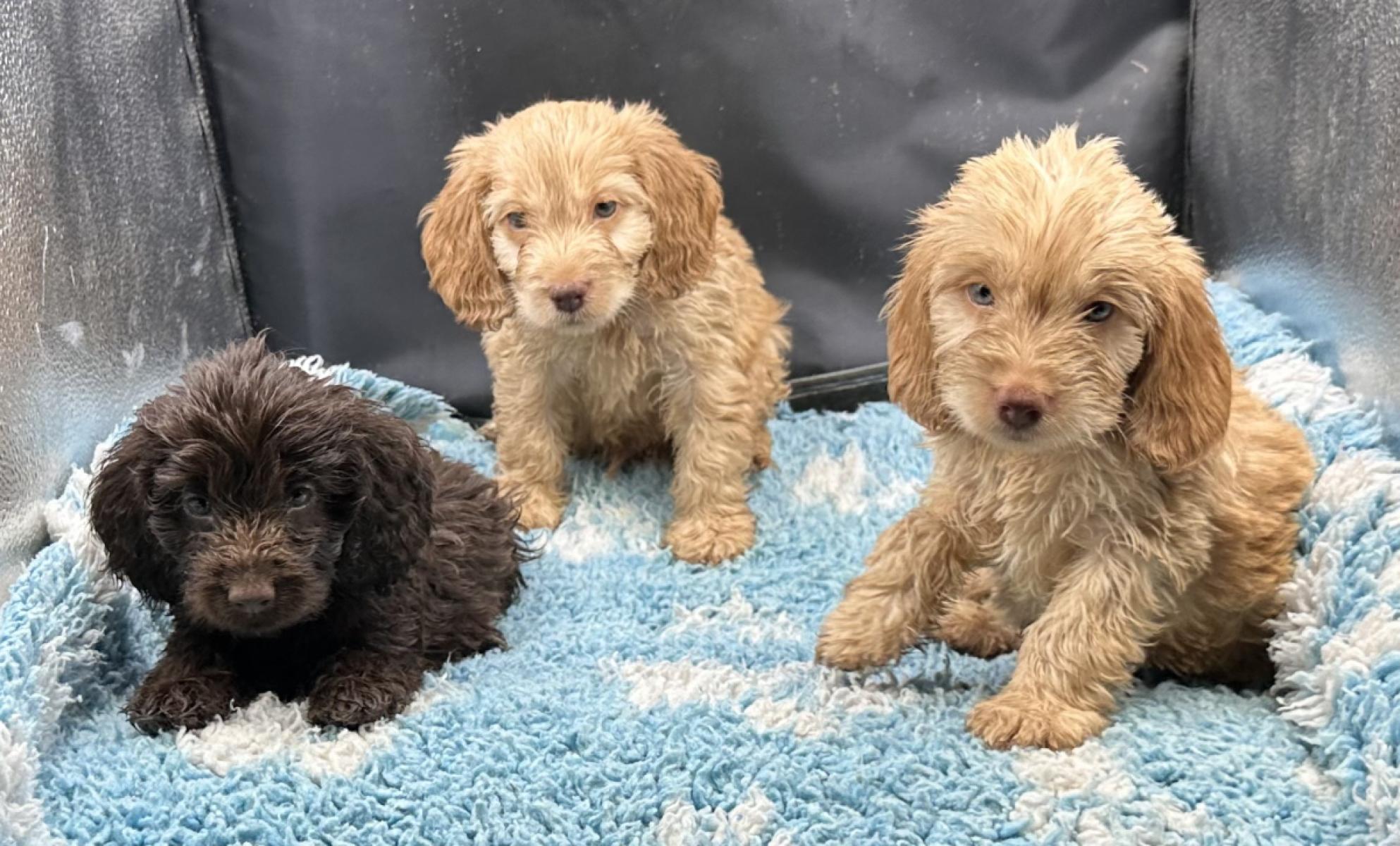 New Puppy Owners please be patient with your puppy