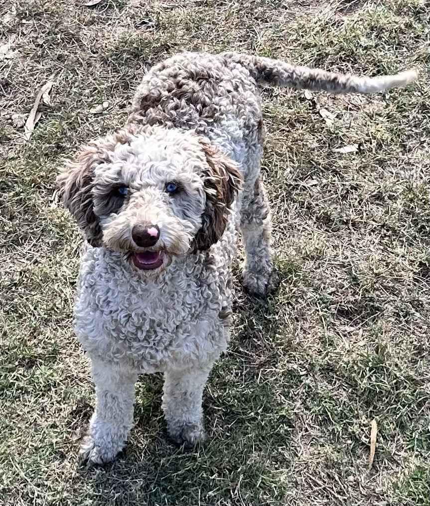 Domino the Labradoodle