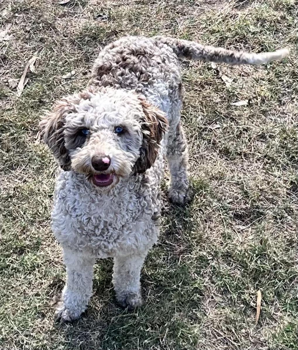 Domino the Labradoodle