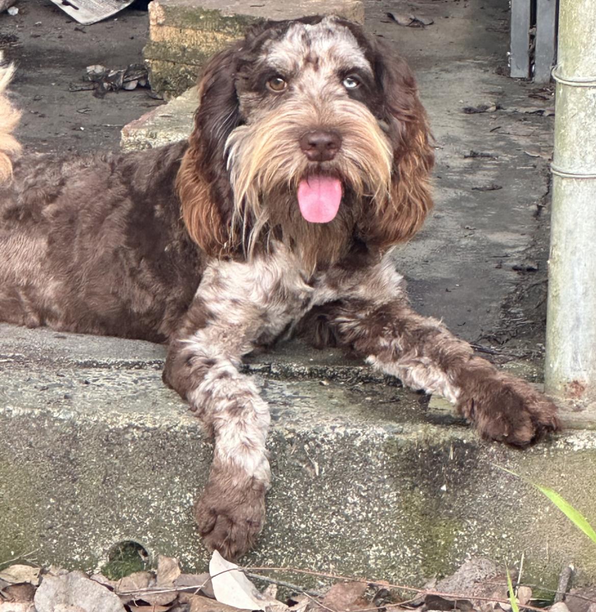Tyson the Spoodle / Cockapoo