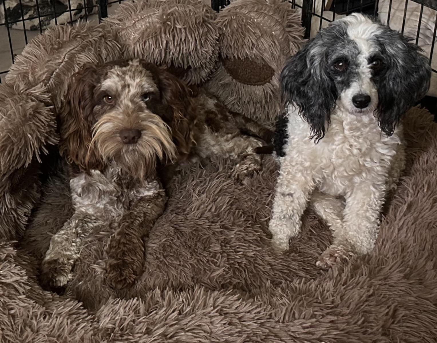 When to Desex Your Cockapoo Puppy | Spoodle Health & Timing
