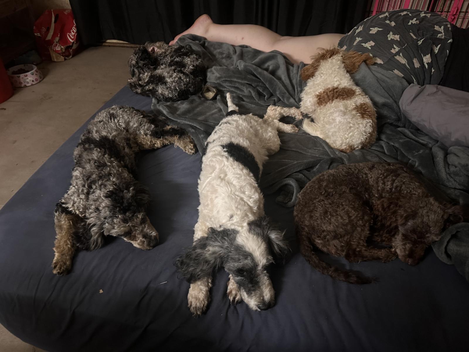 Small Poodle: What Are the Types and How to Care for Them