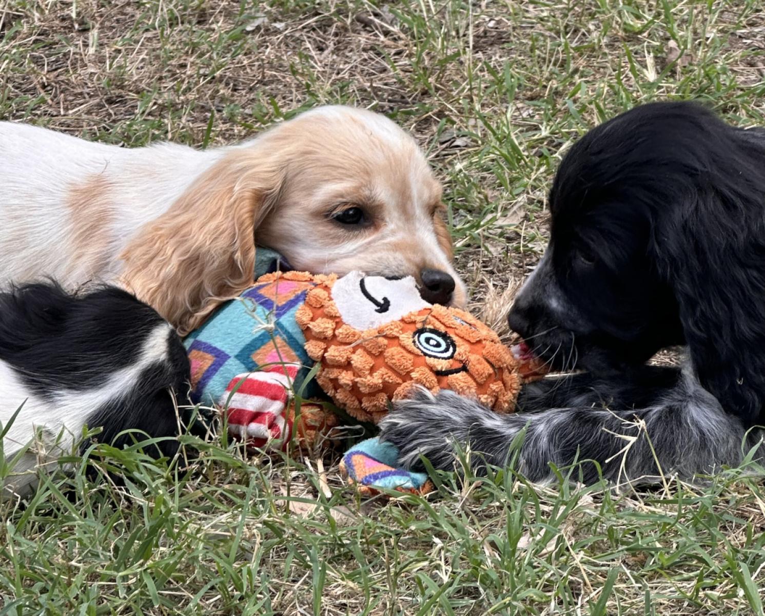 10 Cute Cocker Spaniel Puppies That Will Melt Your Heart