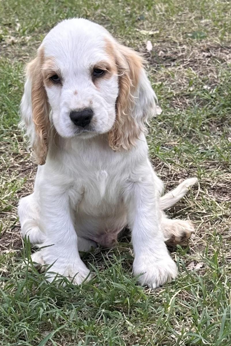Puppy Farms vs Ethical Breeders: What to Know Before Buying a Spoodle or Cocker Spaniel Puppy