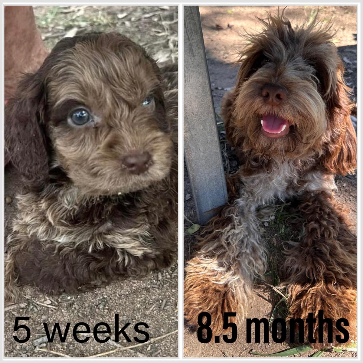 What Is a Cockapoo Cocker Spaniel Mix? Traits, Care & More