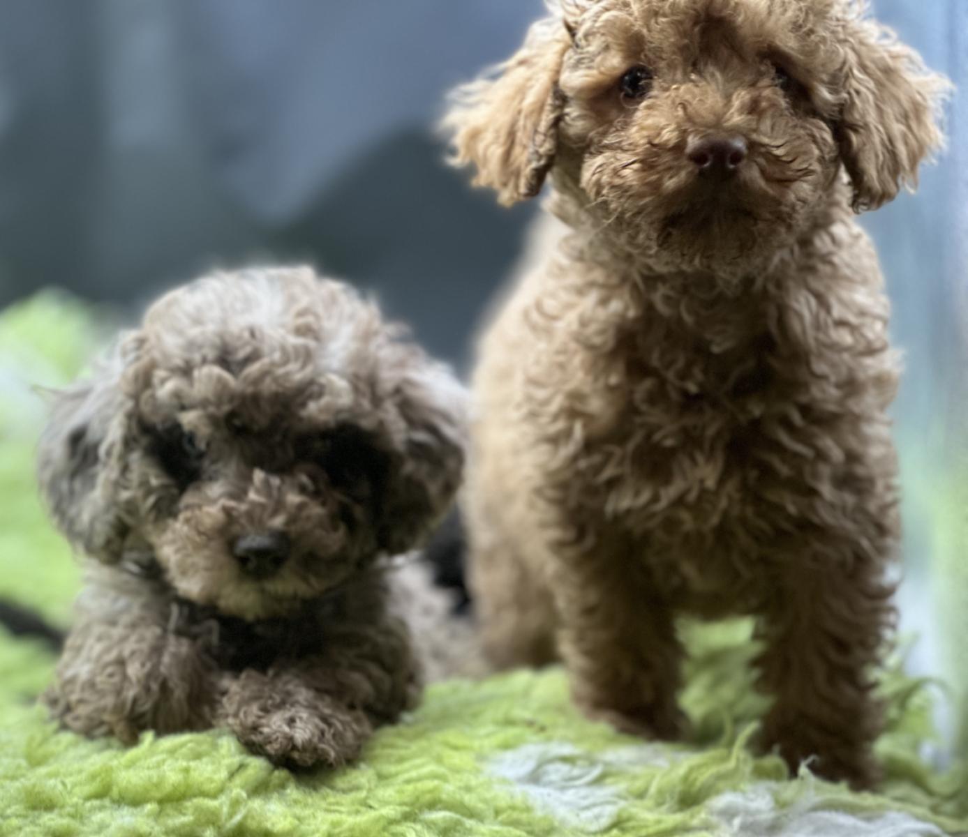 Toy Cavoodle