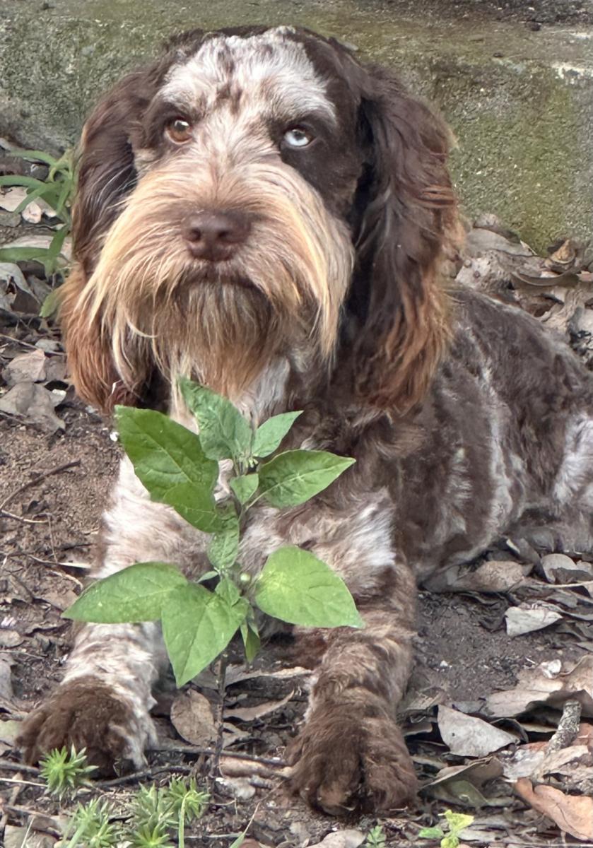 Spoodle Cockapoo