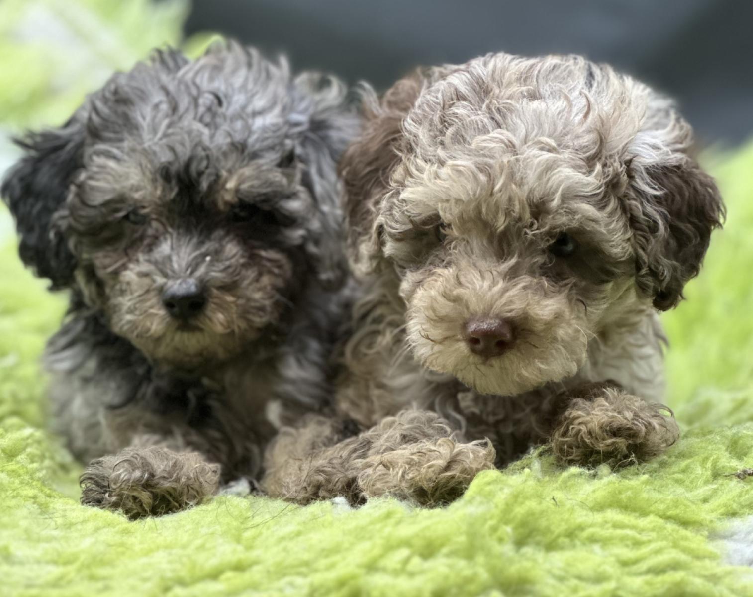 Toy Poodle