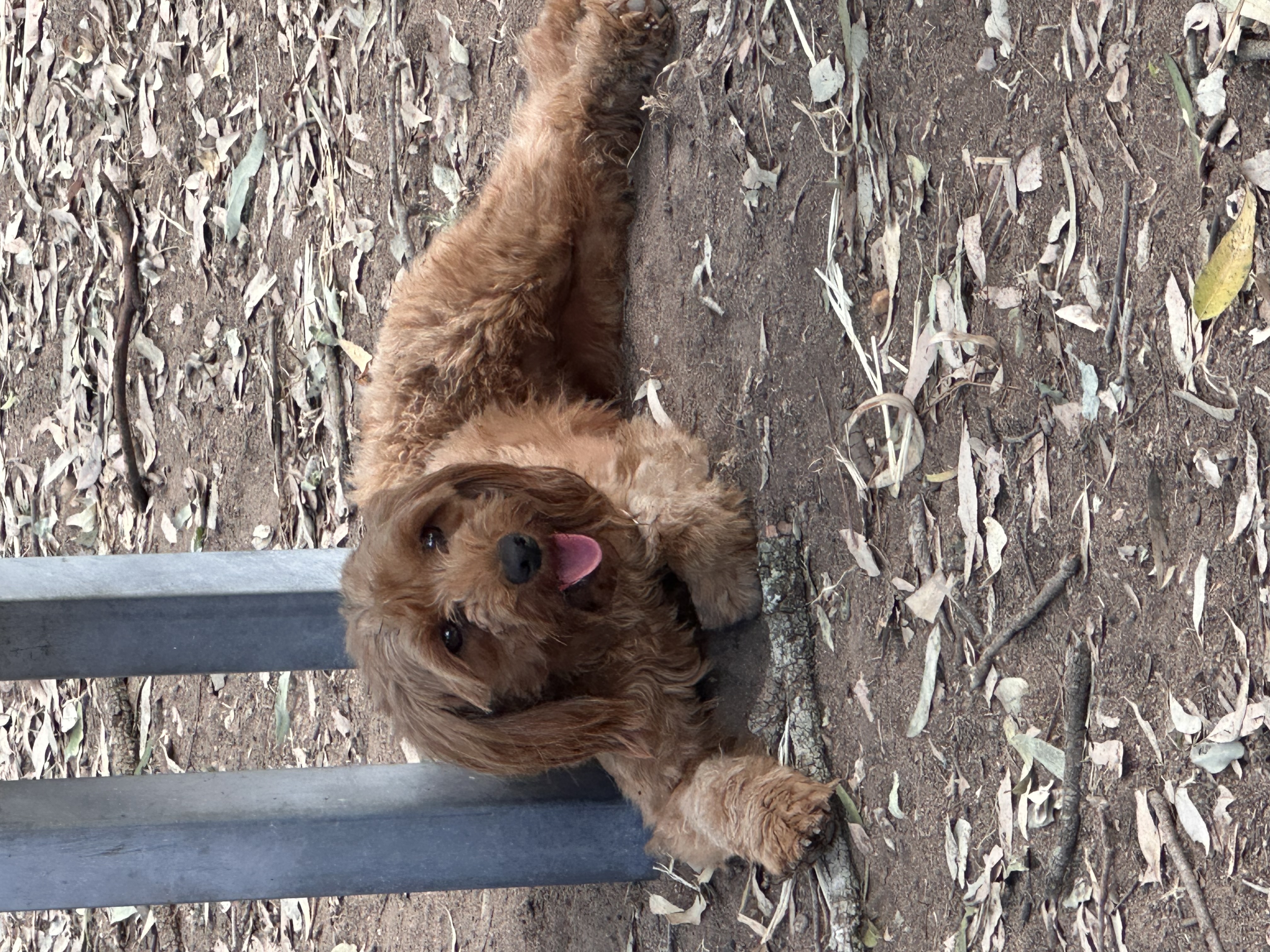 Lottie the Toy Cavoodle