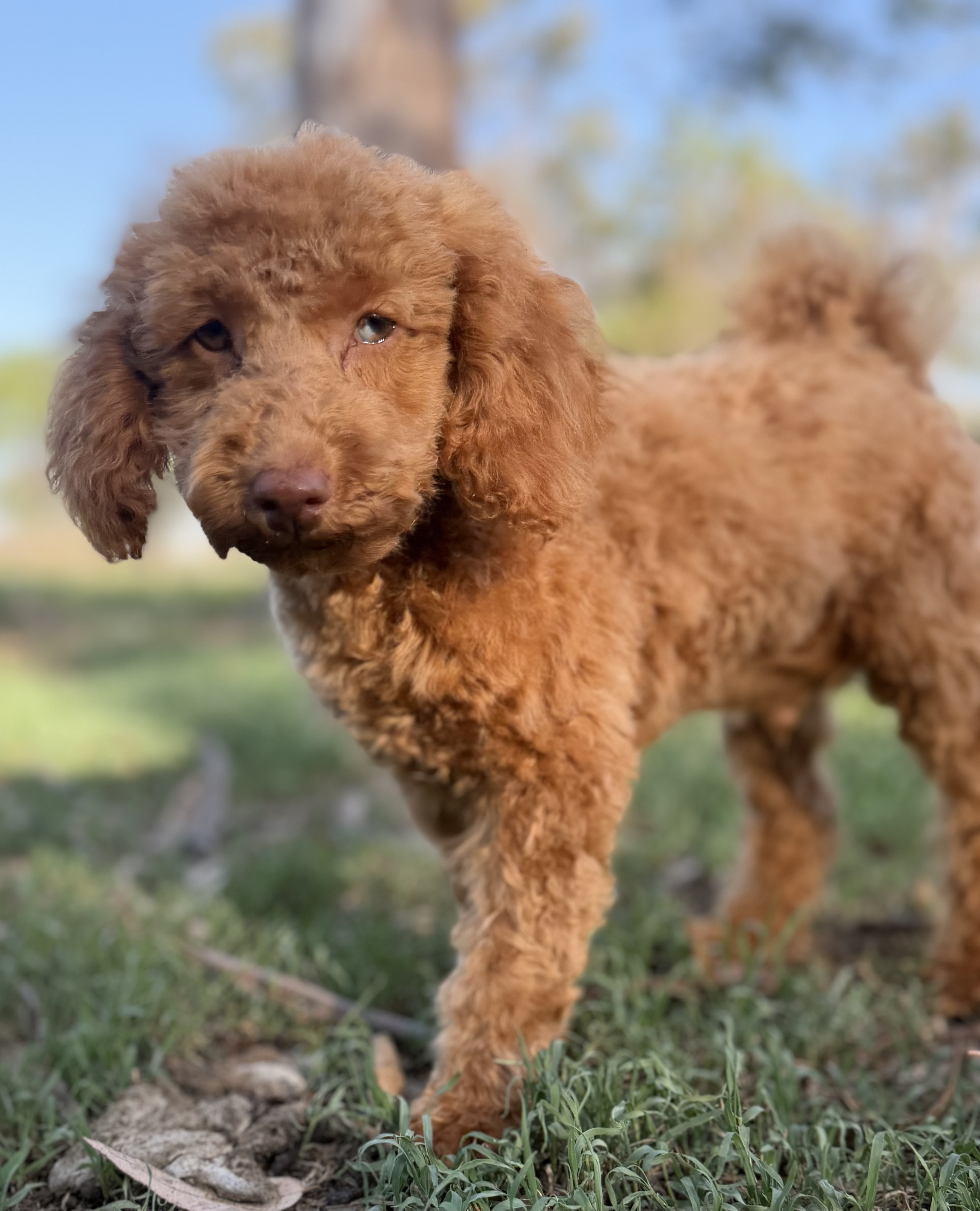 Nero the Toy Cavoodle
