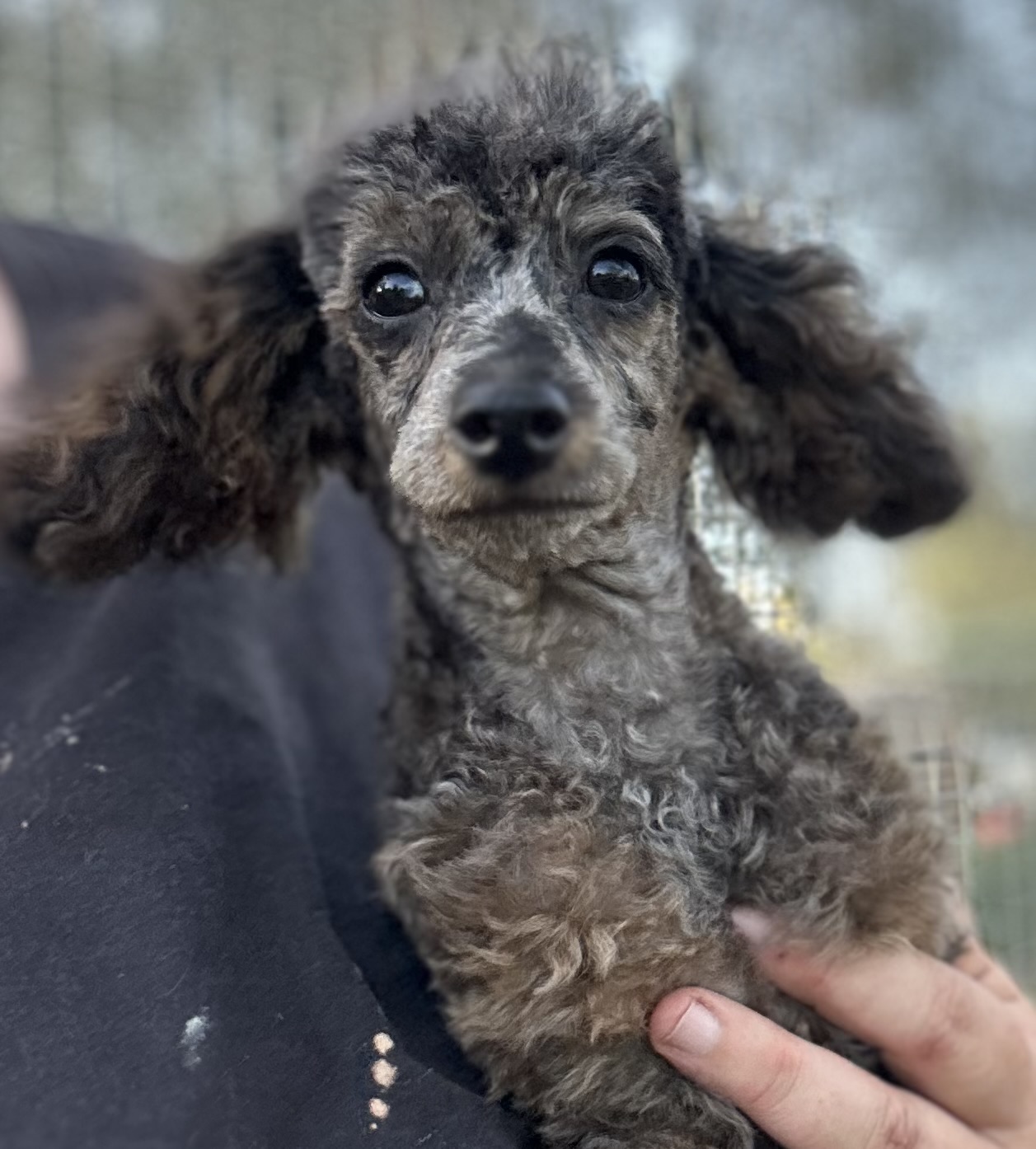 Sand Man the Toy Poodle