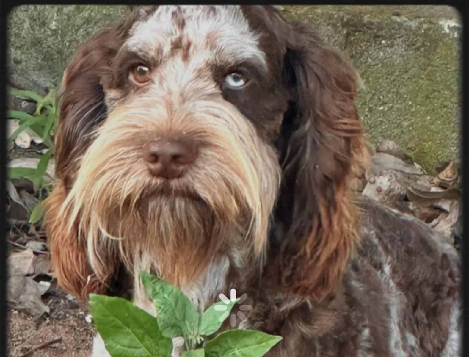 Our Boys, Stud Dogs Available