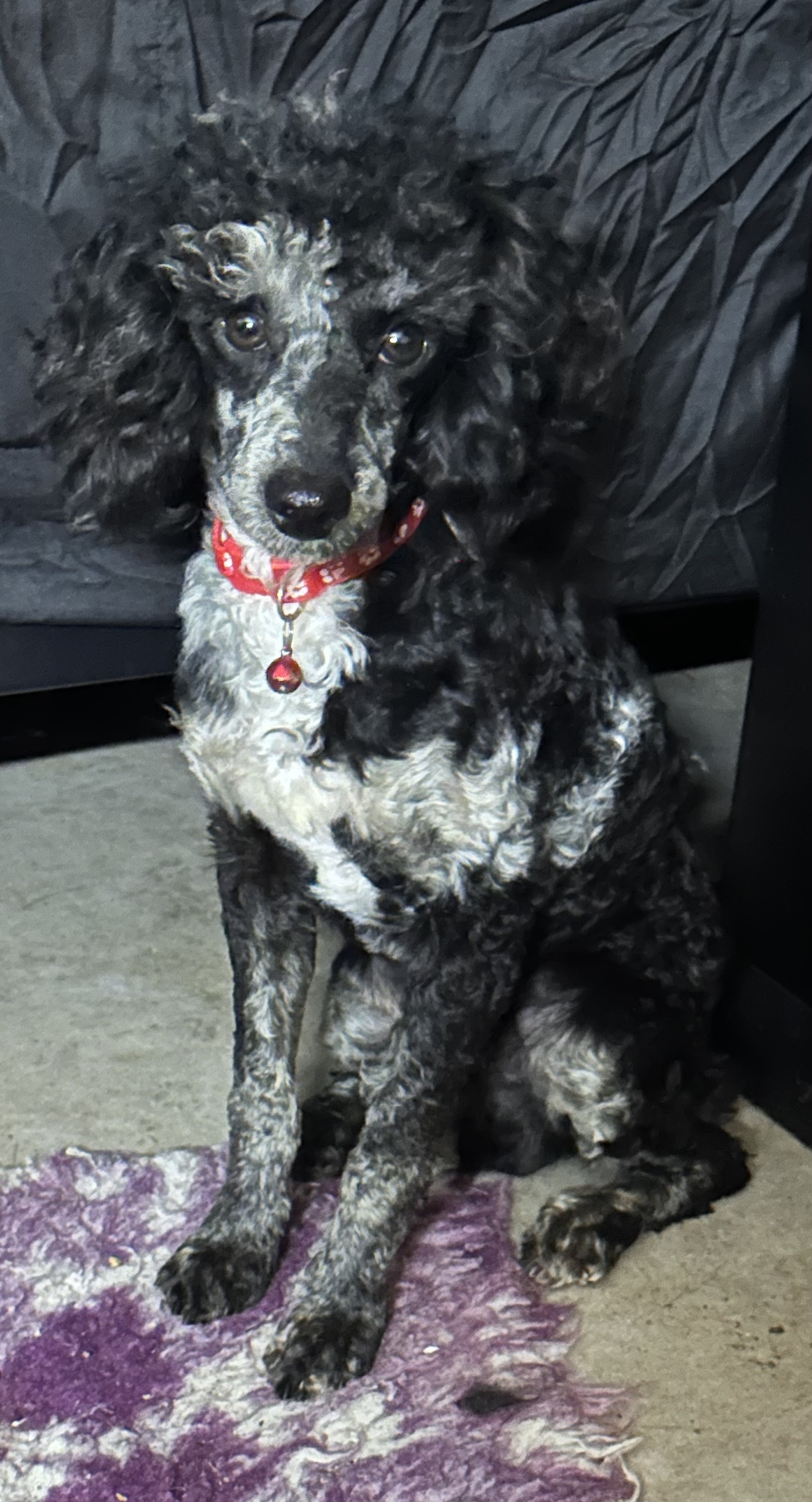 Elvis the Toy Poodle