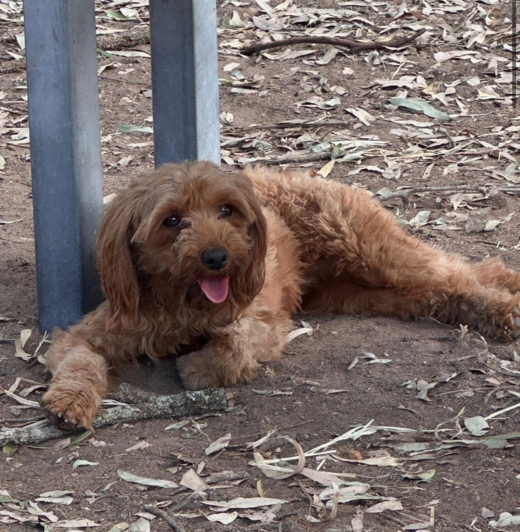 Lottie – 6kg Red F1b Cavoodle