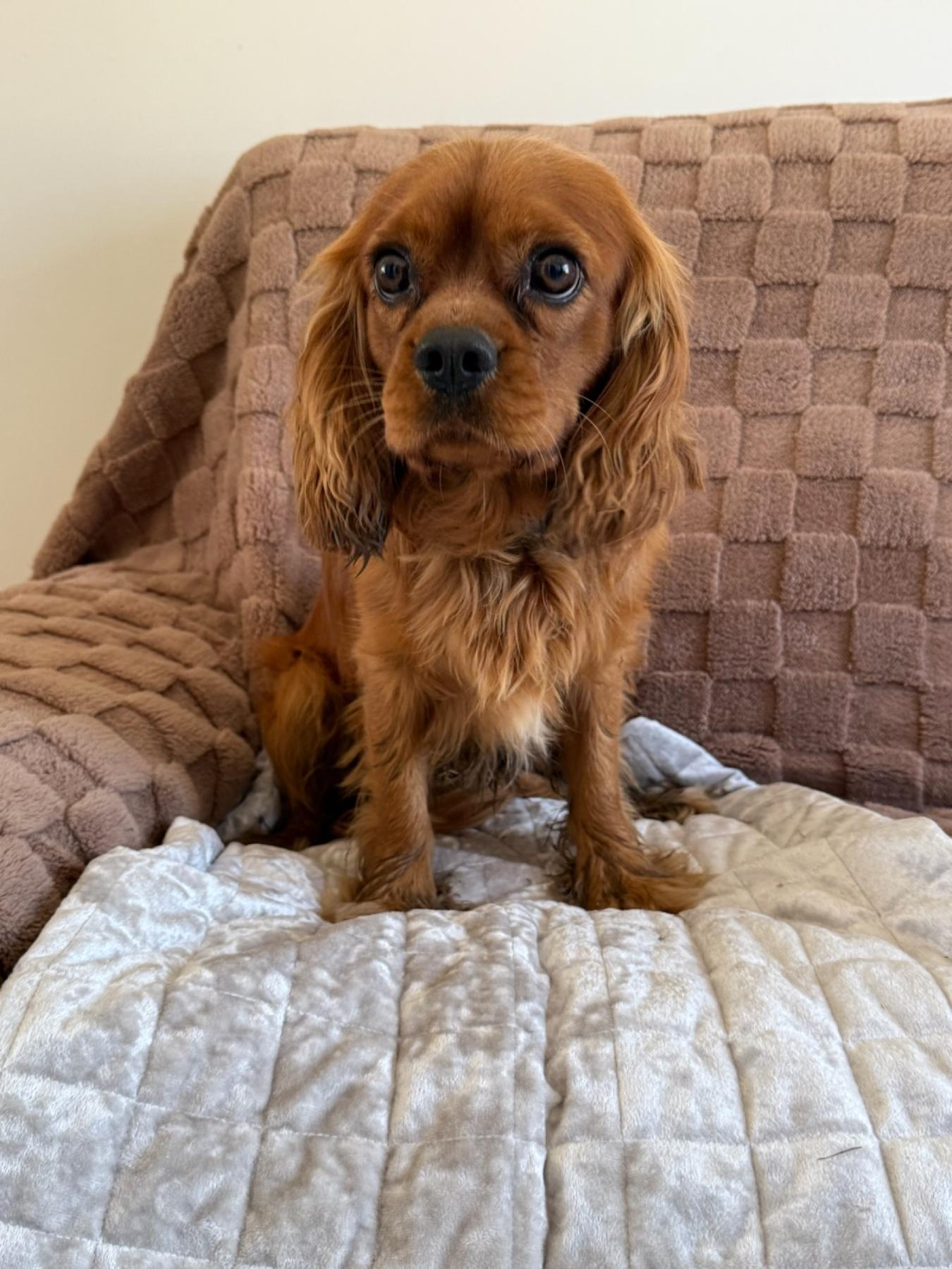 Teddy Bear 9kg Cavalier King Charles Spaniel
