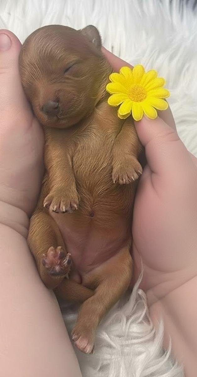 Cavoodle Puppies for Sale QLD   Why Choose Sirandi Poodles and Oodles