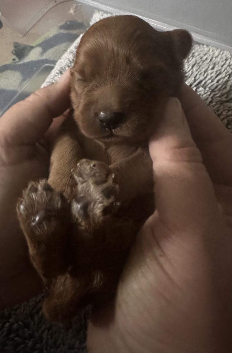 Getting a Cavoodle puppy in QLD? Learn how to prepare your home, training, and first weeks. Expert advice for Brisbane, Ipswich and Toowoomba families.