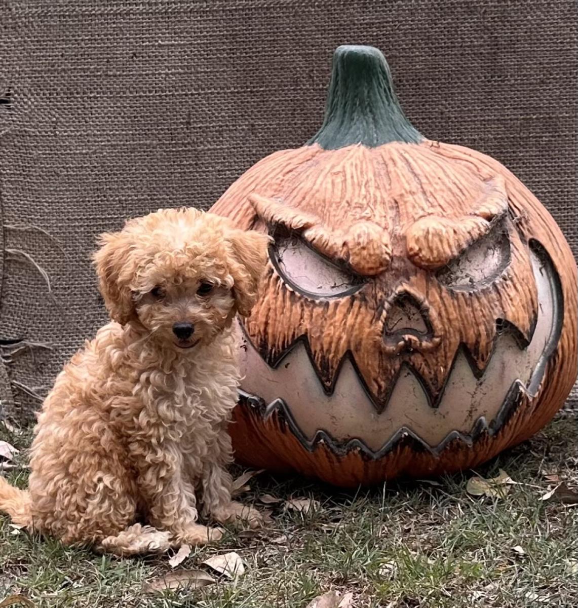 Are Cavoodles Good Family Dogs in QLD?