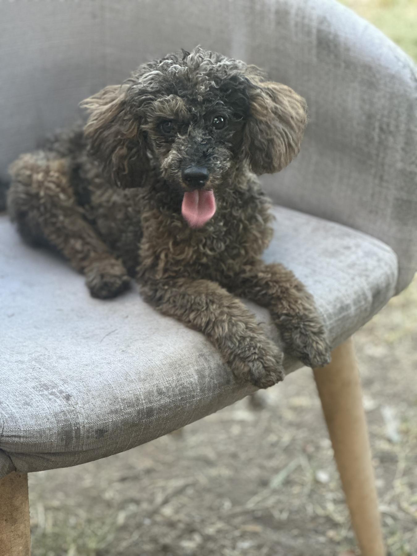 Sirandi dogs and puppies