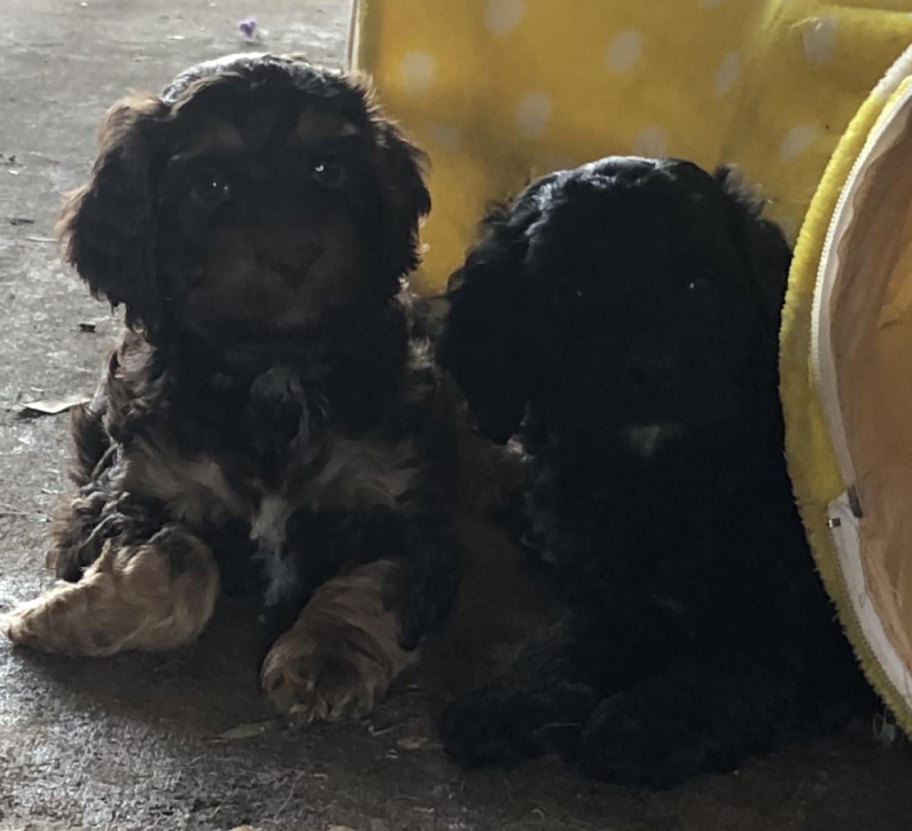 Ethically Raised Spoodle Puppies Near Brisbane