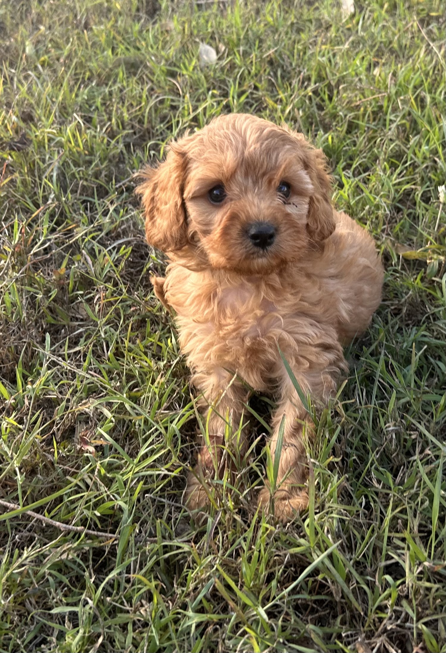 Daisy Mae the Toy Cavoodle
