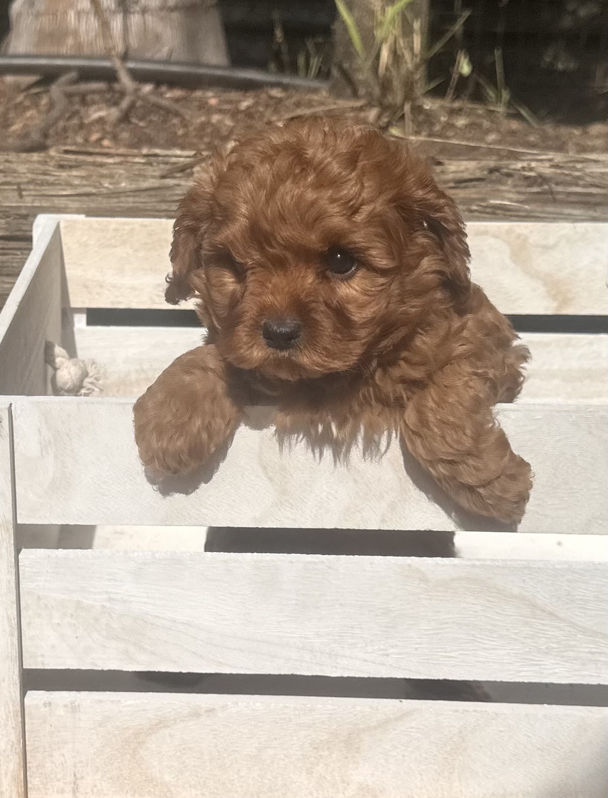 Rose the Toy Cavoodle