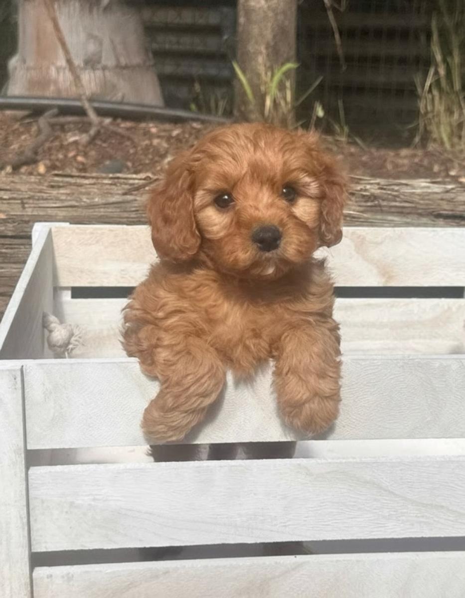 Poppy the Toy Cavoodle