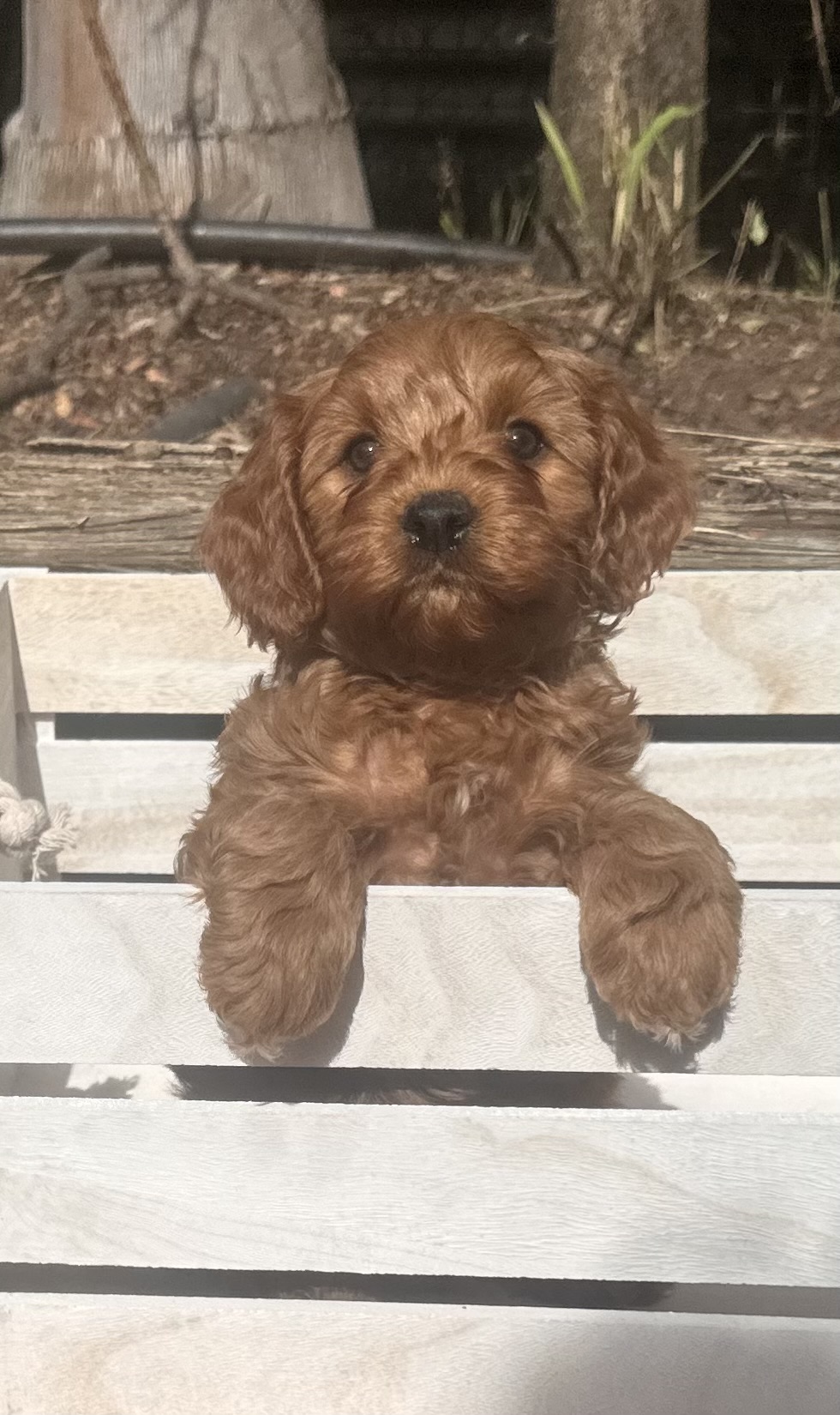 Rowan the Toy Cavoodle