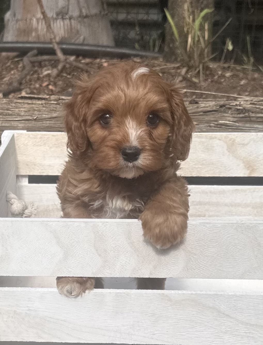 Sorrel the Toy Cavoodle