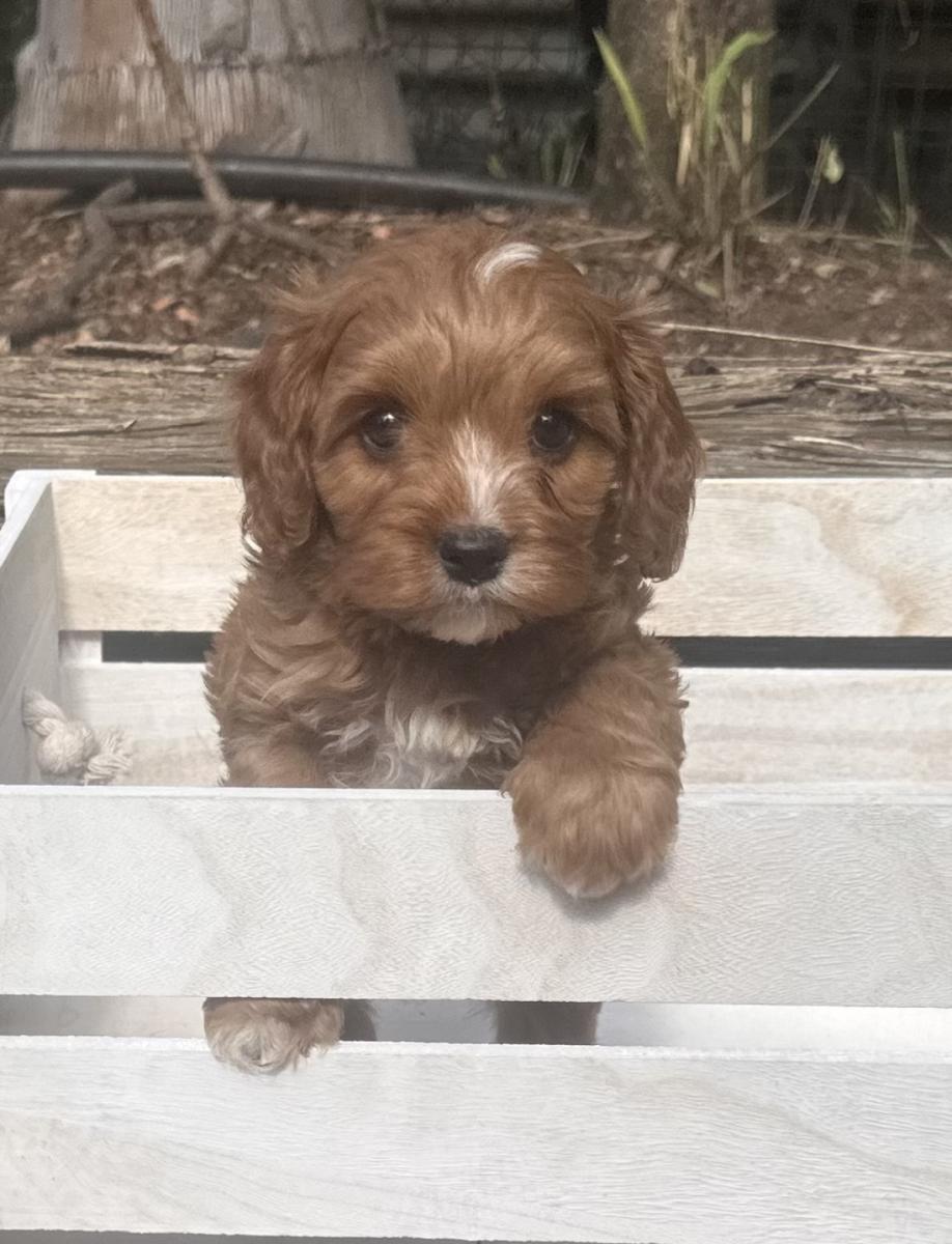 Sorrel the Toy Cavoodle