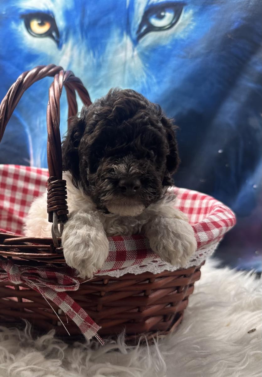 Snickers the Toy Poodle