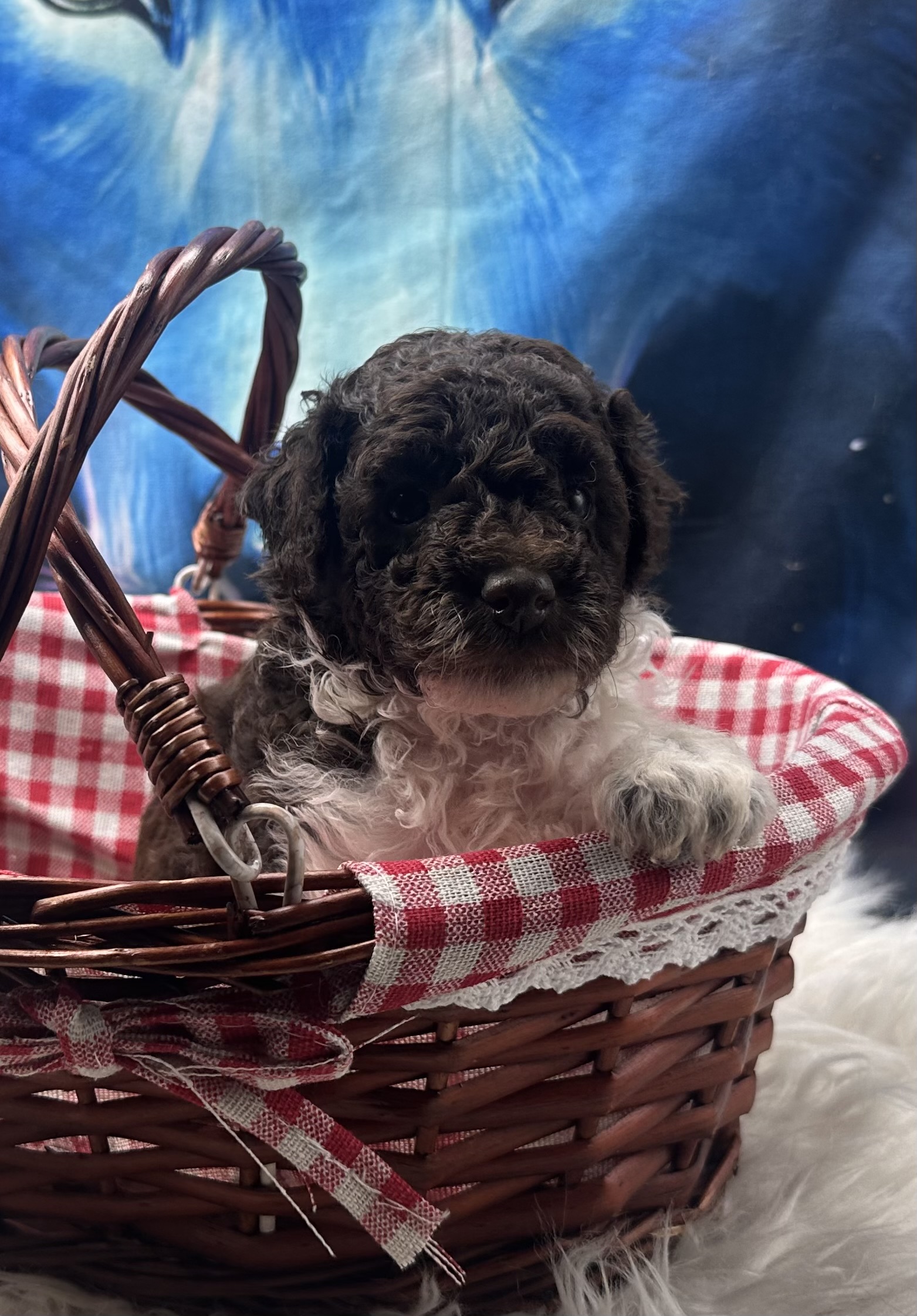 Mars the Toy Poodle