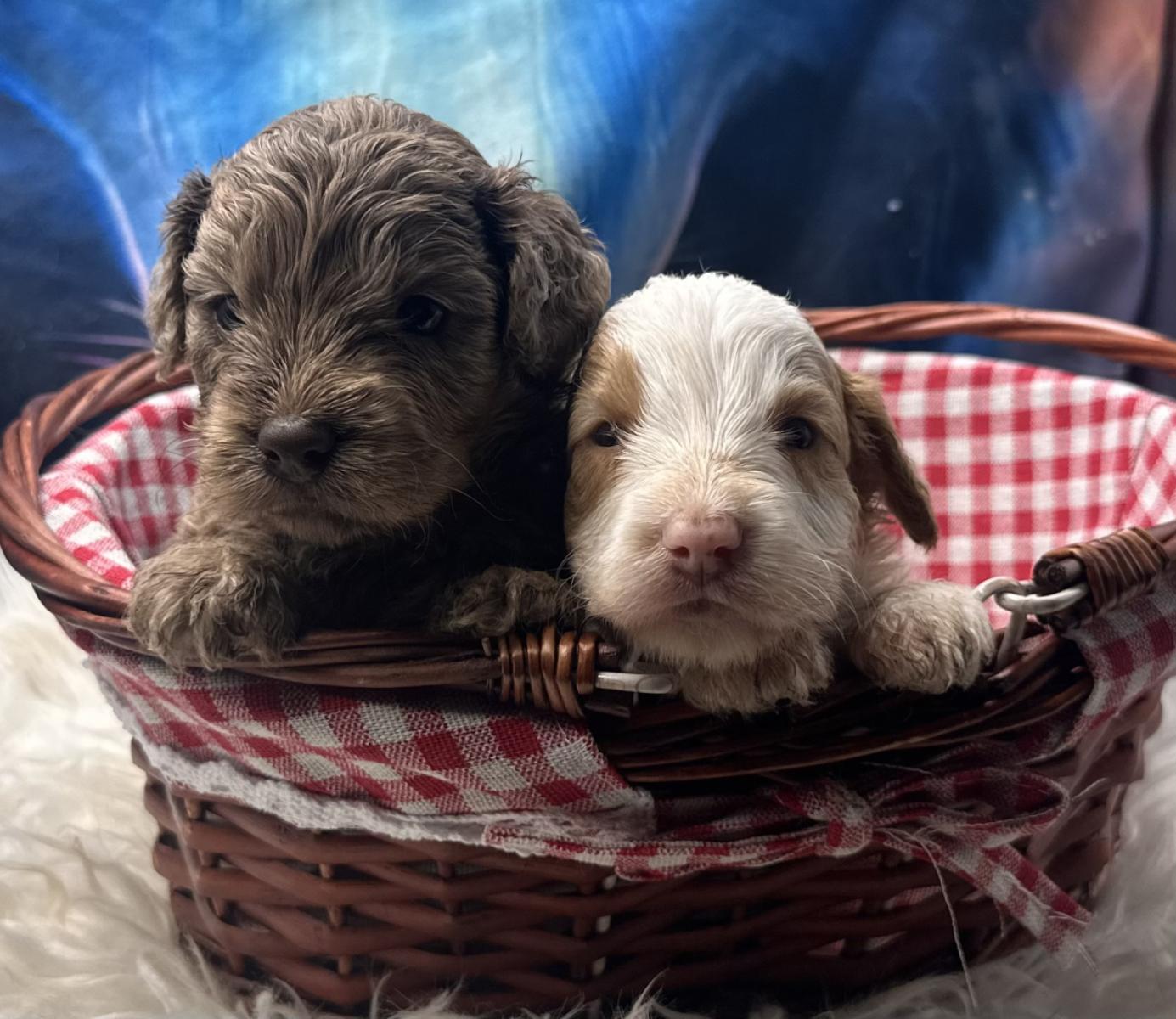 Australian Labradoodle