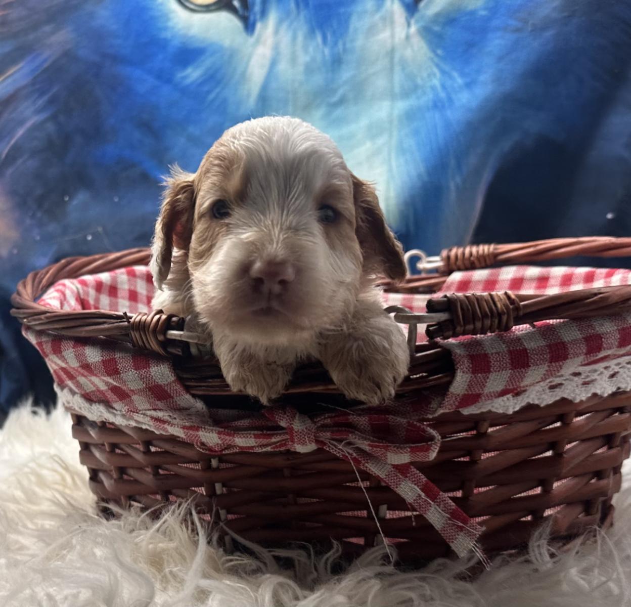 Harlo the Australian Labradoodle