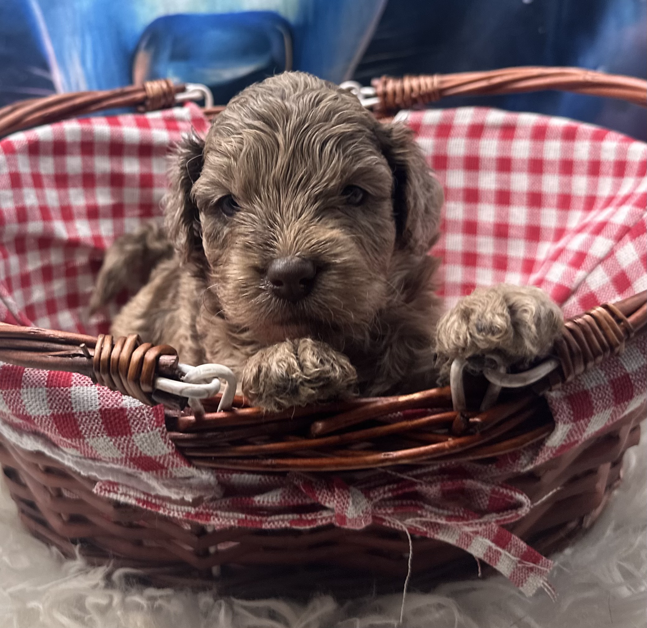 Sage the Australian Labradoodle