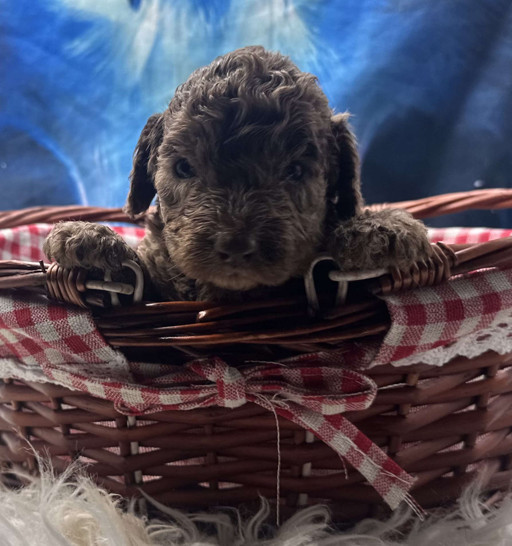 Alice the Australian Labradoodle