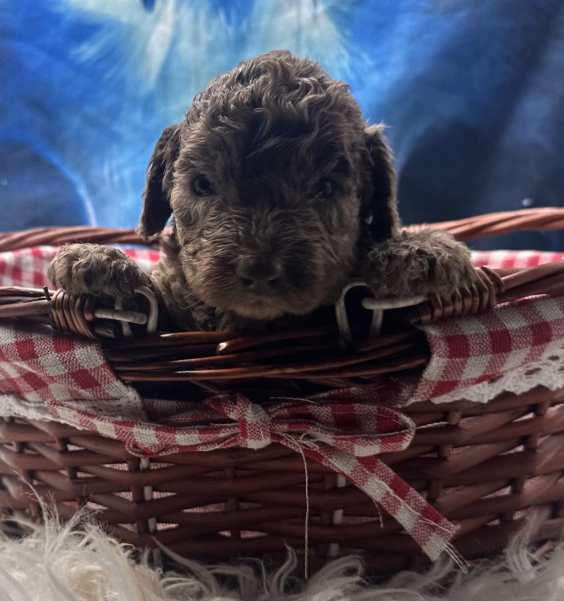 Alice the Australian Labradoodle