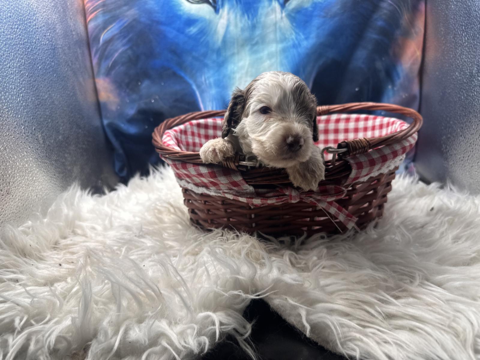 Mason the Australian Labradoodle