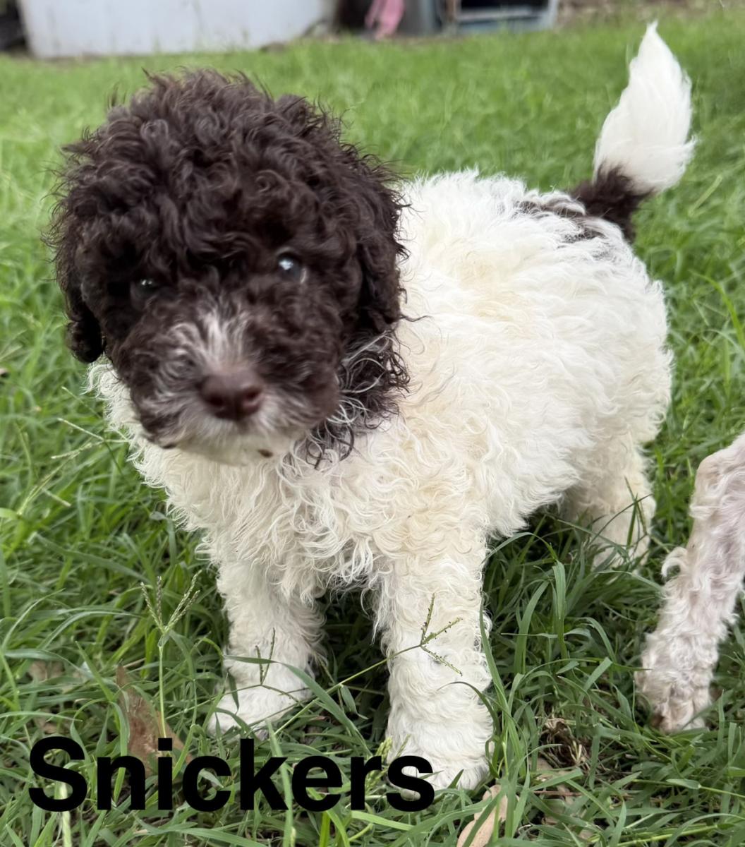 Snickers the Toy Poodle