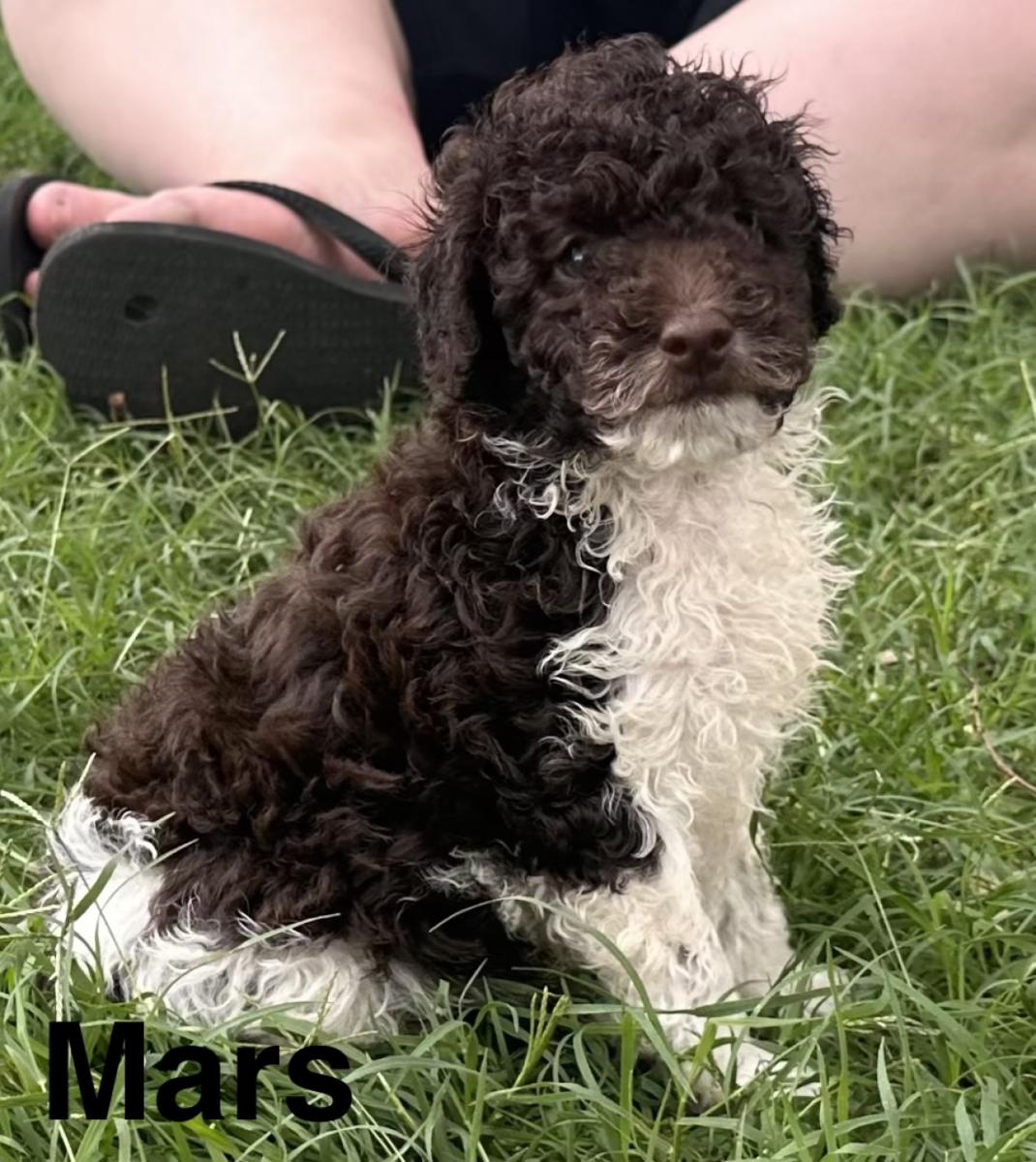 Mars the Toy Poodle