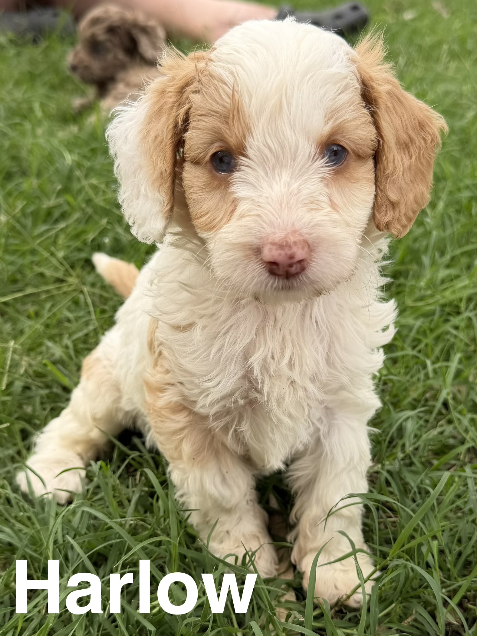 Harlow the Australian Labradoodle