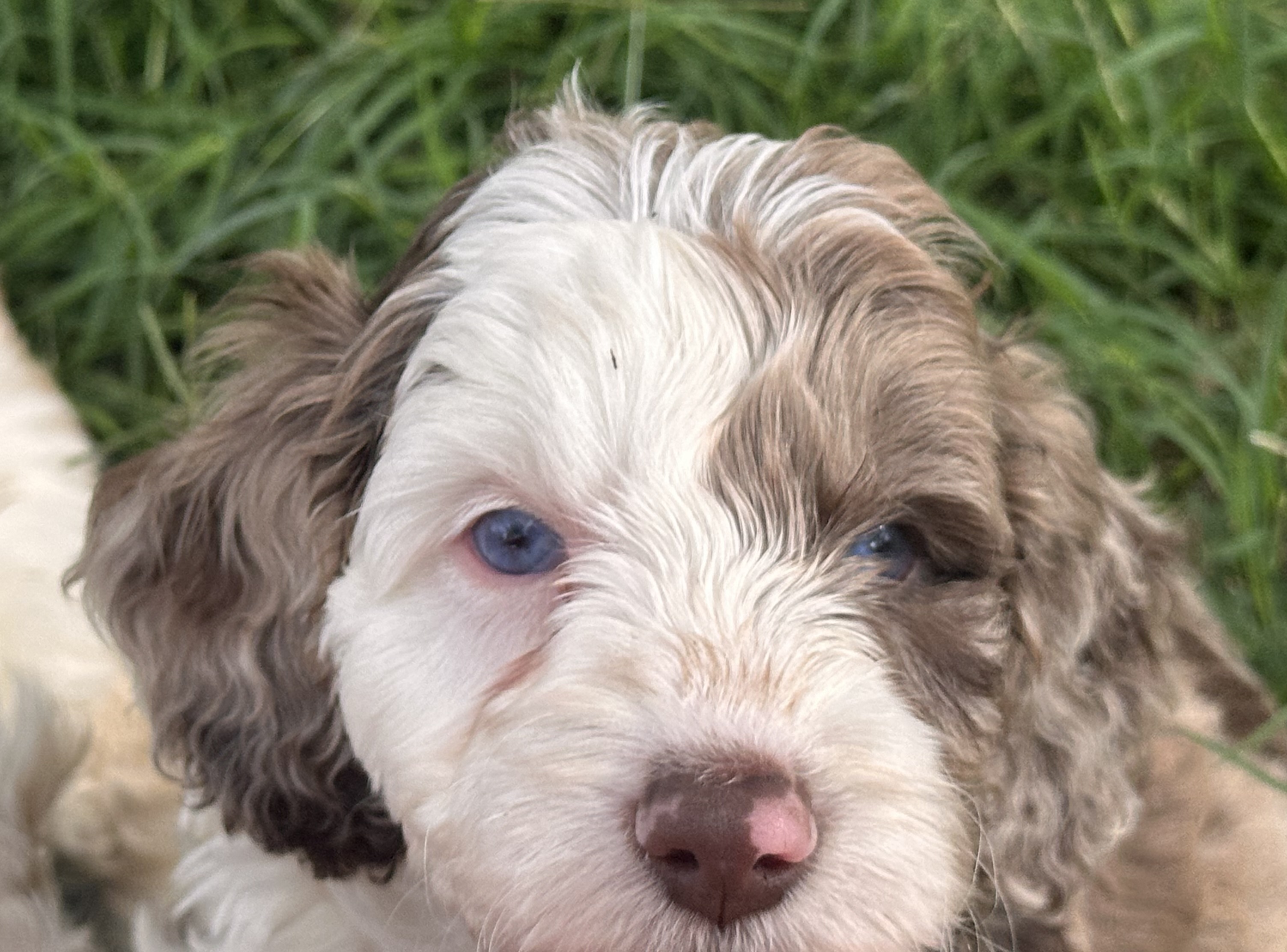 Mason the Australian Labradoodle