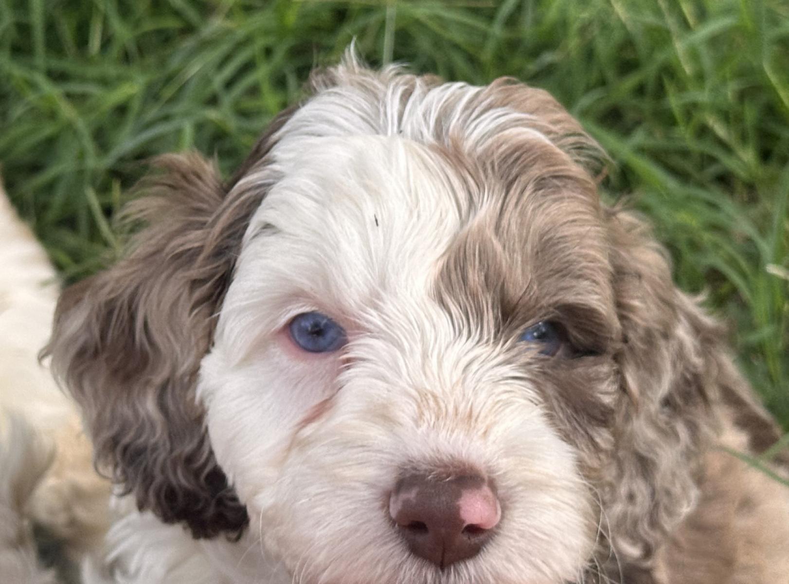 Mason the Australian Labradoodle