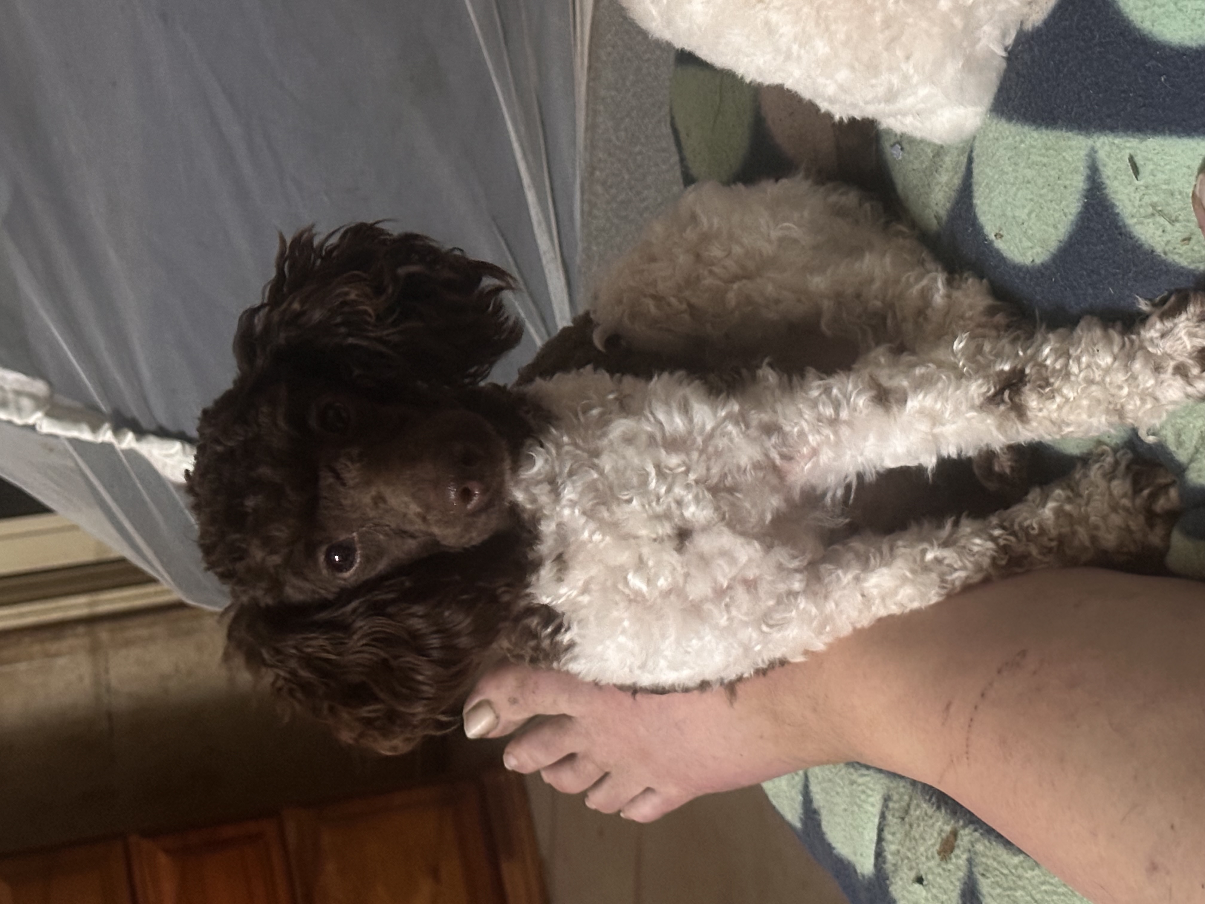 Roko the Toy Poodle