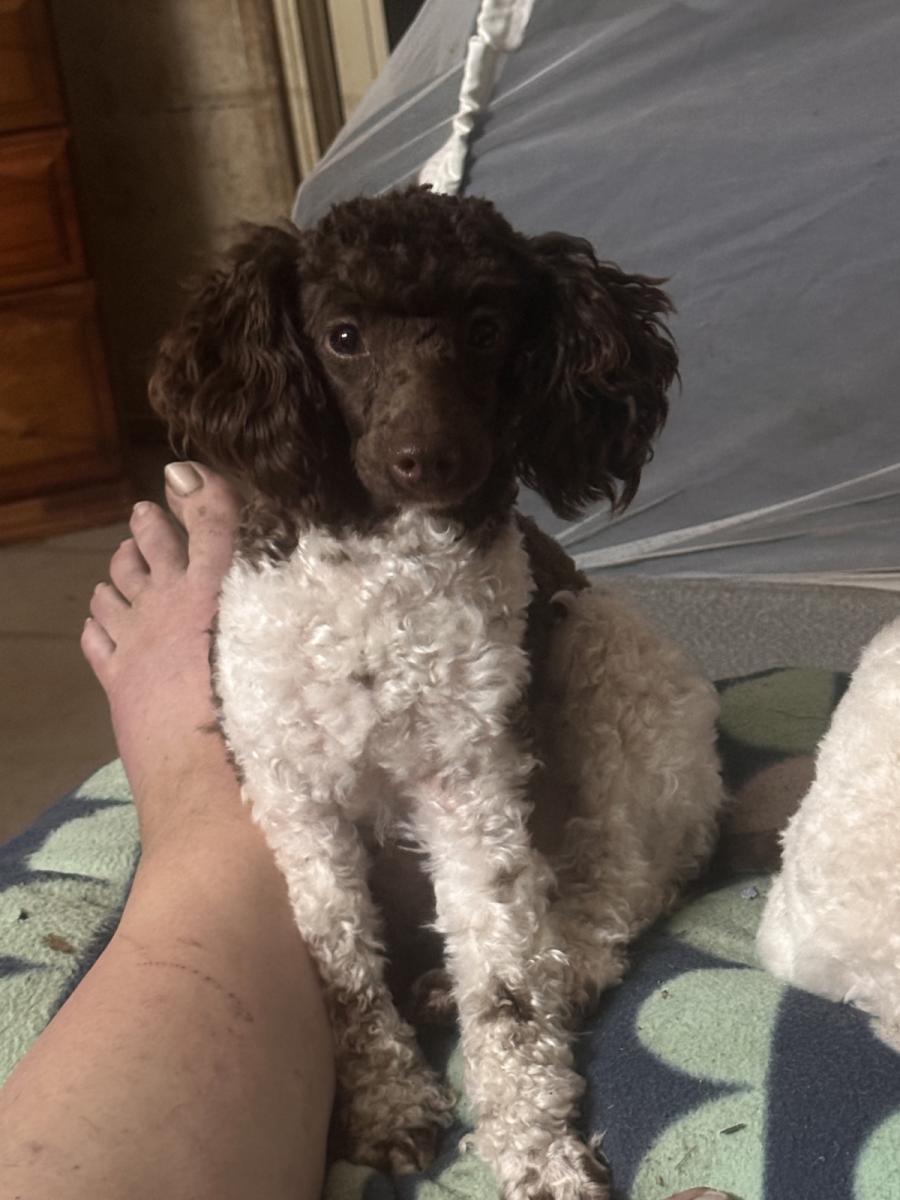 Roko the Toy Poodle