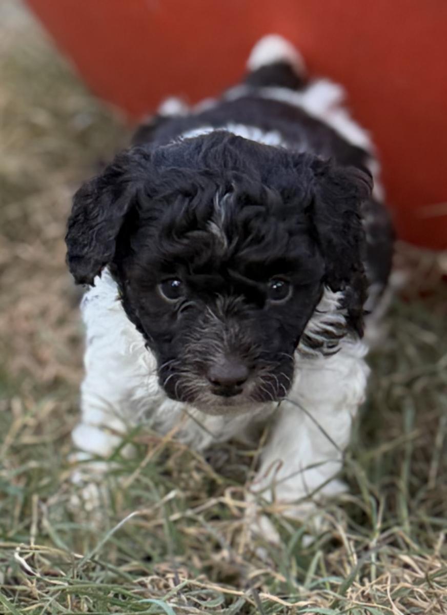 Smore the Toy Poodle