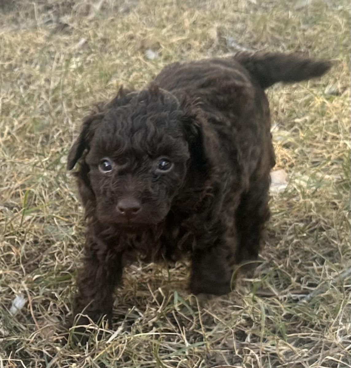 Peanut the Toy Poodle