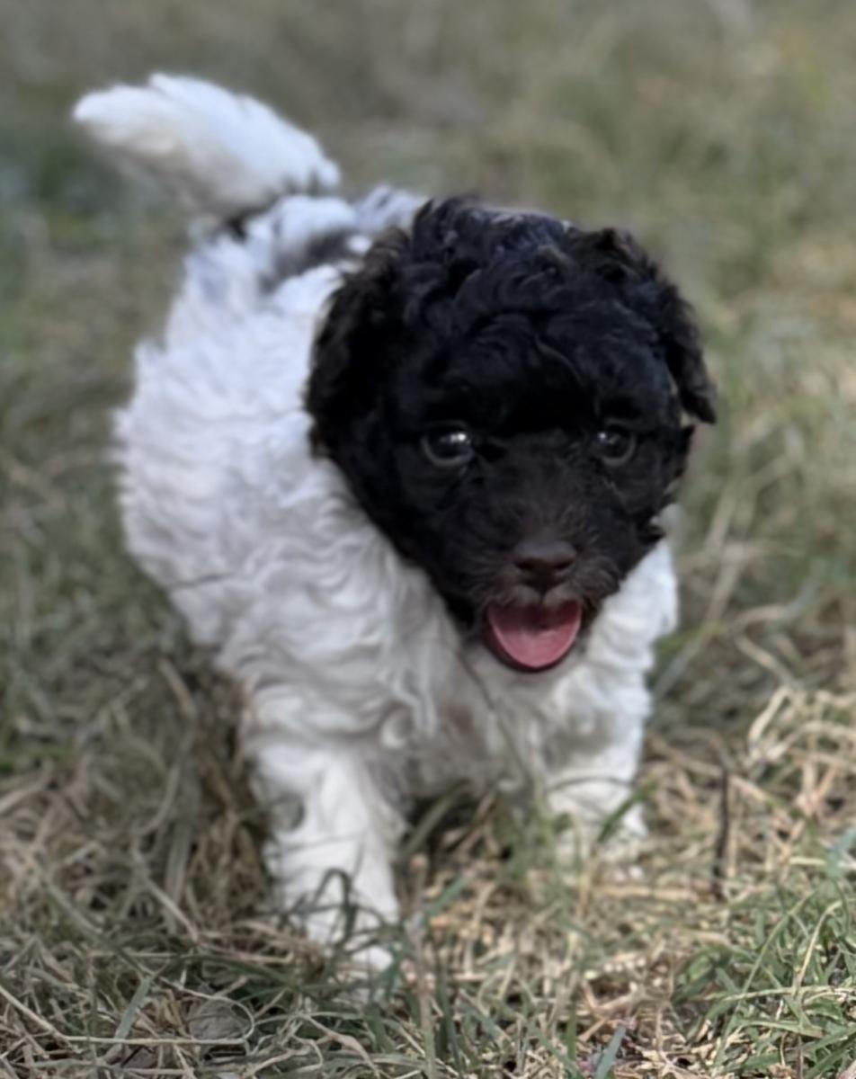 Jelly the Toy Poodle